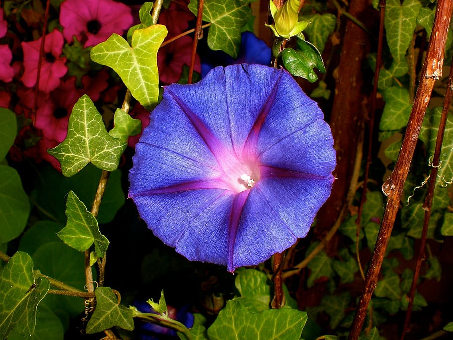ungu, morning glory flower, ungu arak-arakan angin, imopea purpurea, climber, morning glory, bunga, violet, angin, ipomoea