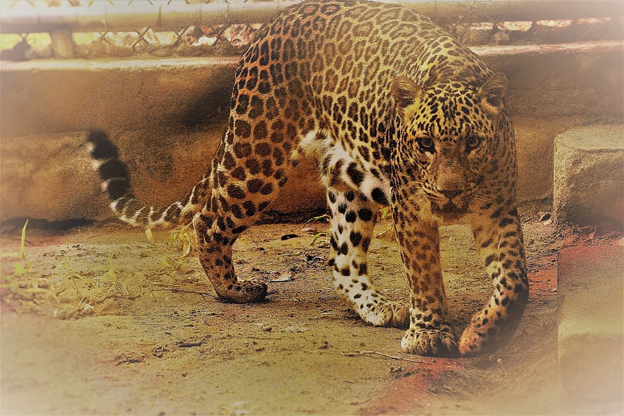 leopard, scary, cage, zoo, carnivore, panthera paradus, yellow, animal, animalia, canine