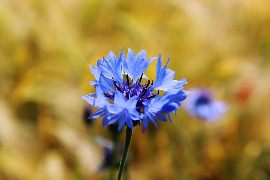 blue, petaled flower plant, cornflower, centaurea cyanus, zyane, knapweed, field, violet, bloom, nature