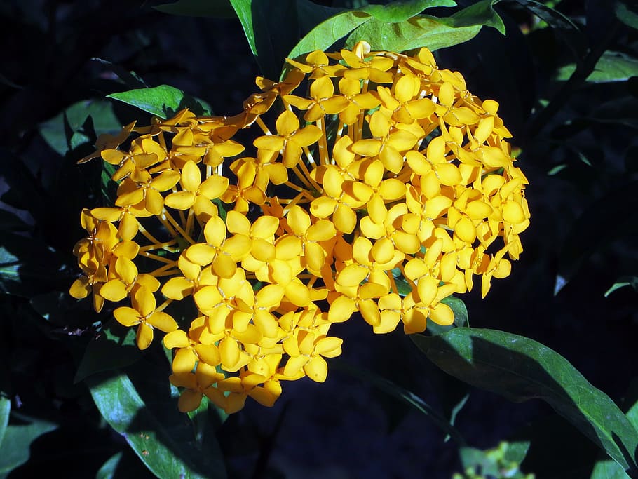 flower, ixora, yellow, exotic, yellow flower, pompom, botany, flowering plant, plant, growth