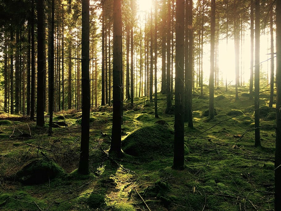 forest during daytime, forest, trees, sunlight, woods, environment, nature, green, landscape, foliage