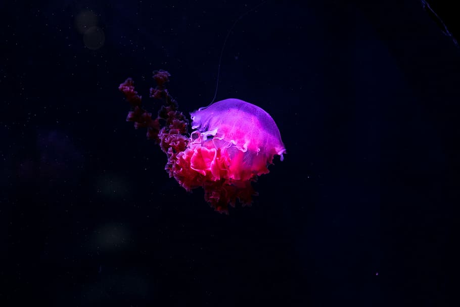 foto, rosa, rojo, medusa, submarino, profundo, mar, océano, picadura, bajo el agua