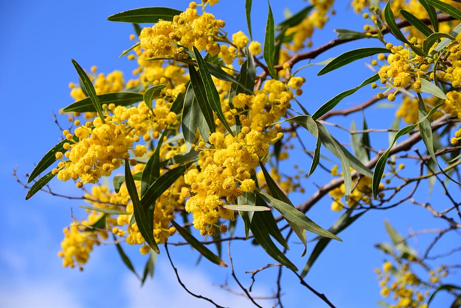 Zarzo plateado, Acacia Dealbata, mimosa impropia, mimosa, acacia, árbol, cielo, flores, amarillo, acacia floreciente