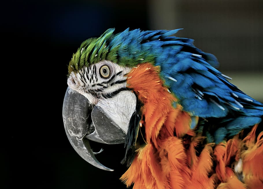parrot, colorful parrot, ara, bird, beak, animal, animal themes, animal wildlife, vertebrate, macaw