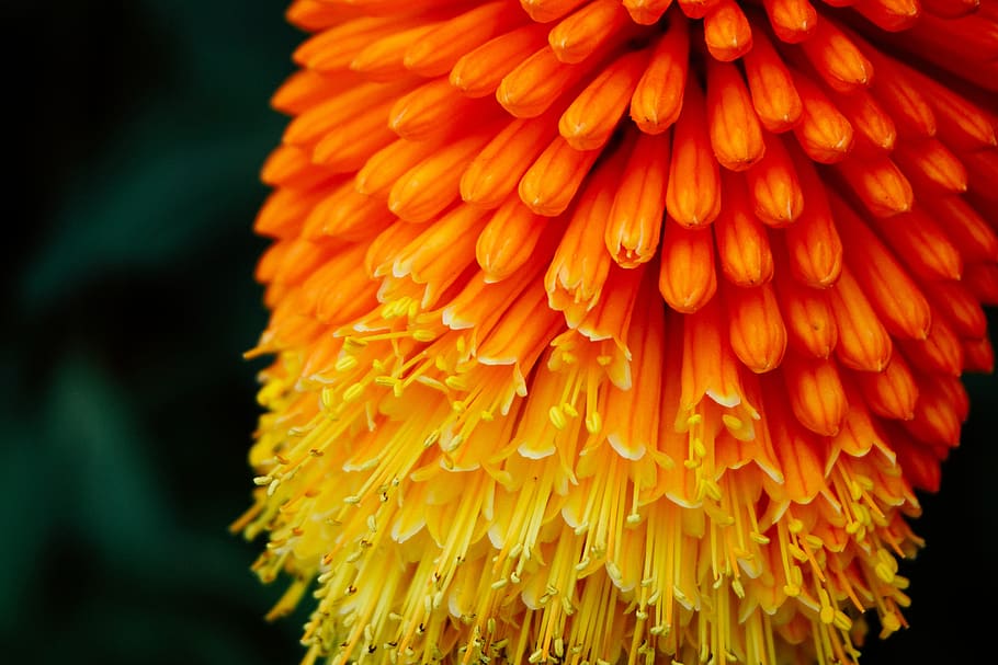 amarillo, naranja, flor, floración, planta, naturaleza, primer plano, frescura, planta floreciendo, cabeza de flor
