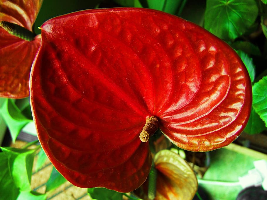 flamingo flower, red flower, house plant, red, close-up, petal, beauty in nature, freshness, growth, plant
