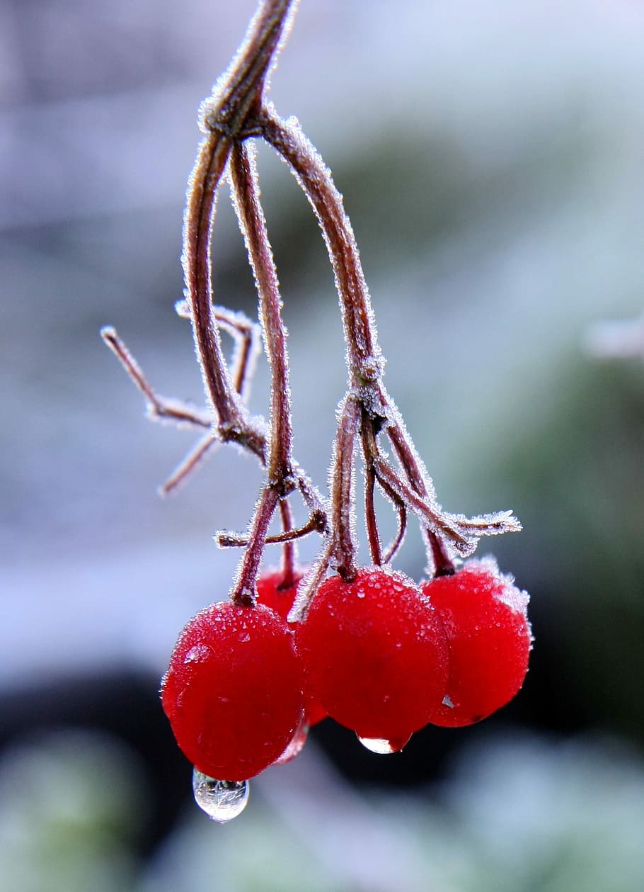 Red, Berries, Branch, Frost, Winter, red berries, trees, zing, food and drink, fruit