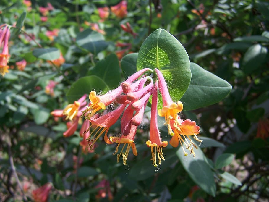 honeysuckle, pink flowers, pink, nature, summer, garden, blooming, leaves, green, shrub