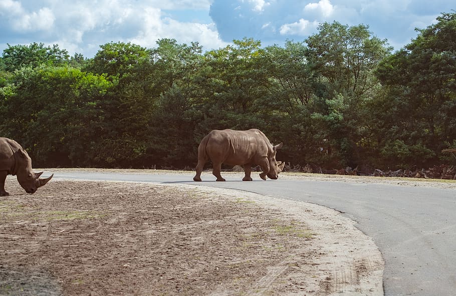 rhino, rhinozeross, road, away, obstacle, dodge, yield, perissodactyla, animal, árvore