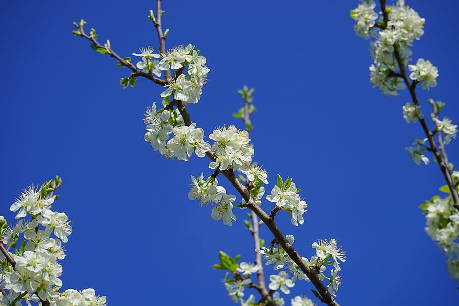 Cherry Blossoms, Branch, White, Flowers, tree, flowering twig, bird cherry, prunus avium, prunus, rose greenhouse