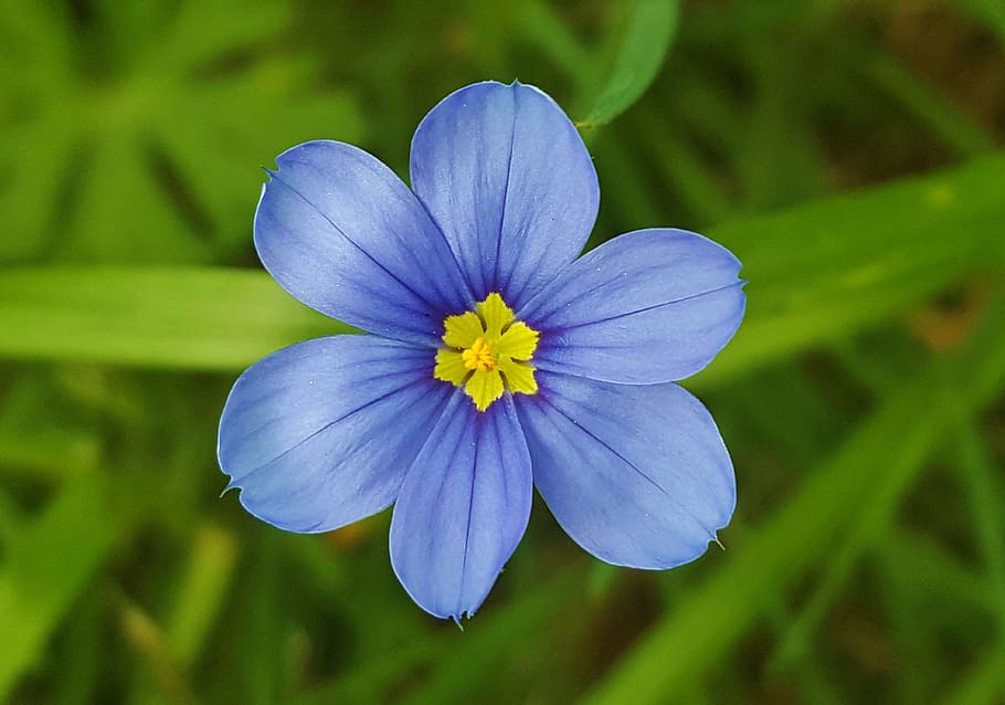 Grama de olhos azuis, flores, folha de espada, flores azuis, flores silvestres, pétalas, flor, primavera, macro, floral
