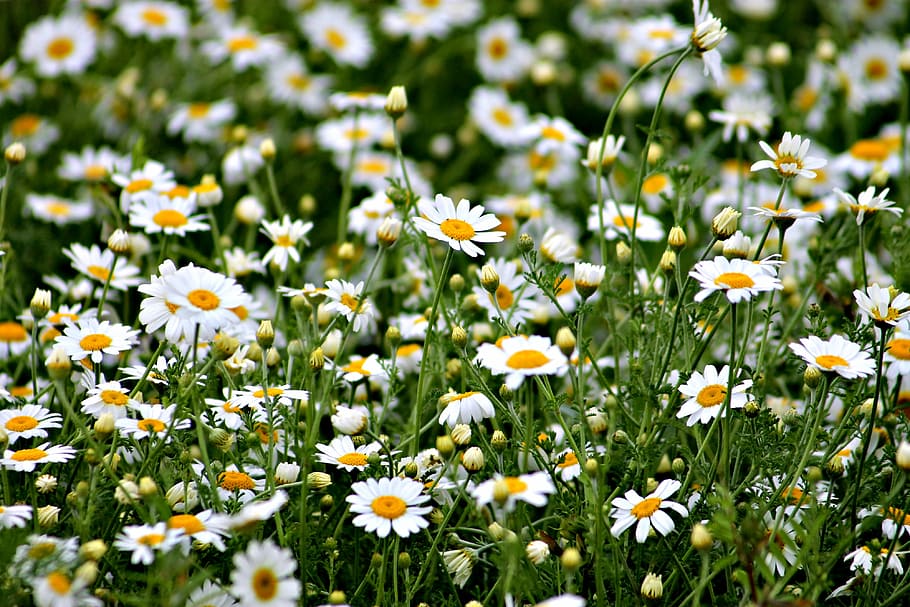 foto close-up, putih, bunga petaled, tanaman, lapangan, padang rumput, daisy, musim panas, bunga liar, tanaman agra