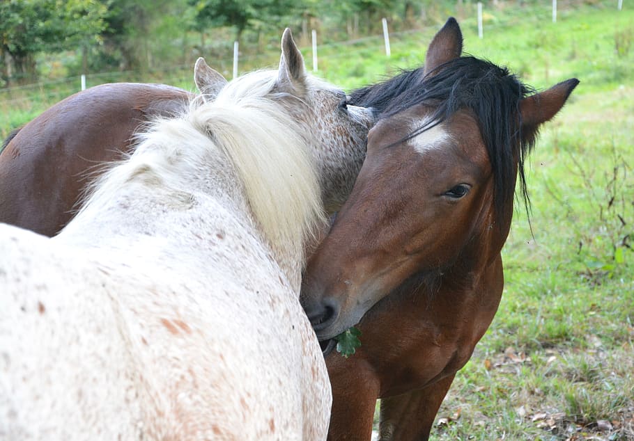 kuda, warna putih, coklat, ciuman, keterlibatan, kepala, hewan domestik, hewan, perasaan, kelembutan