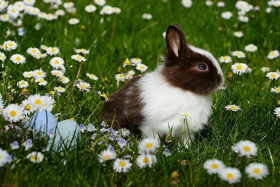 white, black, rabbit, flowers, daytime, easter, mammal, easter bunny, animal world, in the