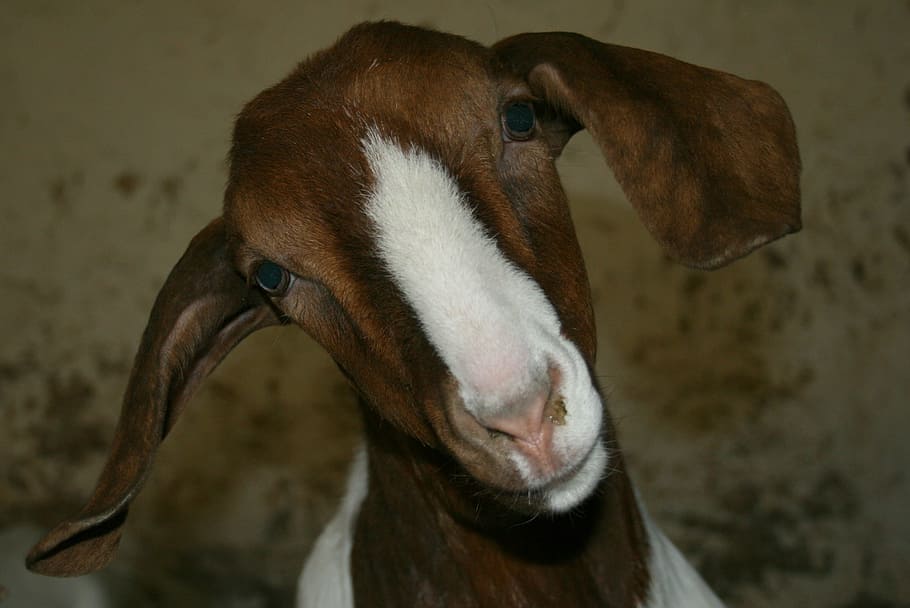 Boer Goat, Public Record, Farm, cabra, niño, fotografía de vida silvestre, cabra doméstica, animal, cabeza de animal, mamífero