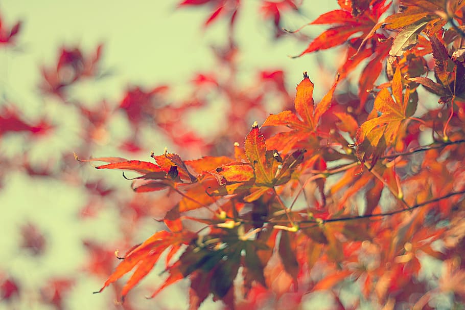 shallow, focus photography, maple tree, flower, red, petal, bloom, garden, plant, nature