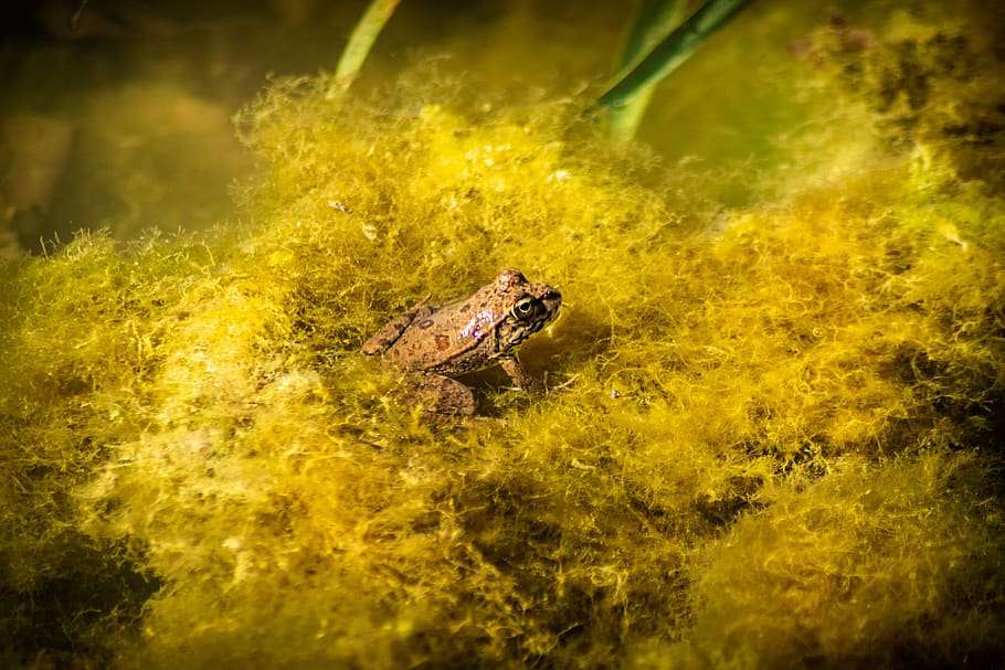 the frog, nature, water, pond, macro, a toad, green, marsh, lake, seaweed