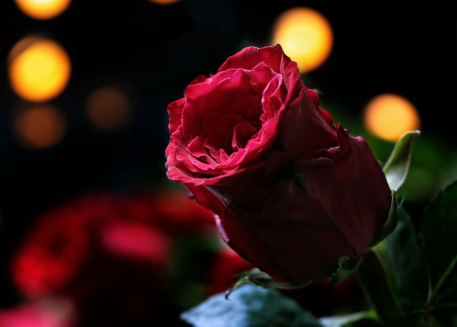 fotografia de rosa vermelha, rosa, bokeh, rosa vermelha, natureza, floribunda, fundo preto, flor, beleza, saudação floral