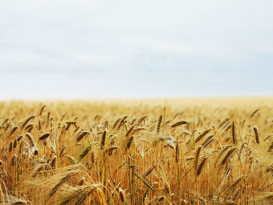 gandum hitam, bidang, pertanian, sereal, panen, musim panas, jerami, pemandangan, alam, makanan