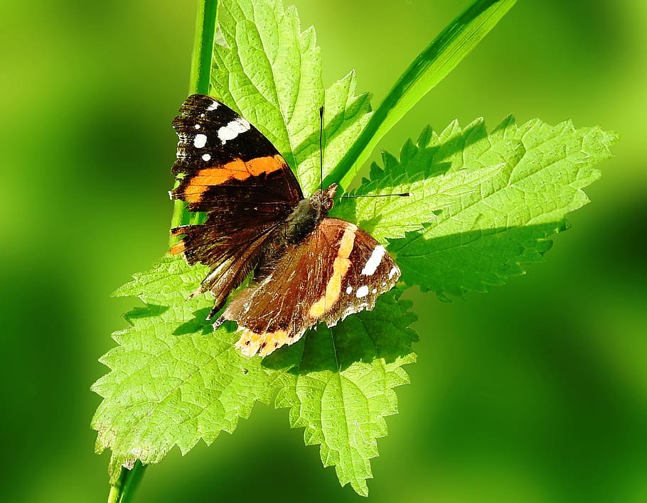 butterfly, insect, nature, animal world, leaf, summer, admiral, green leaf, invertebrate, animal themes