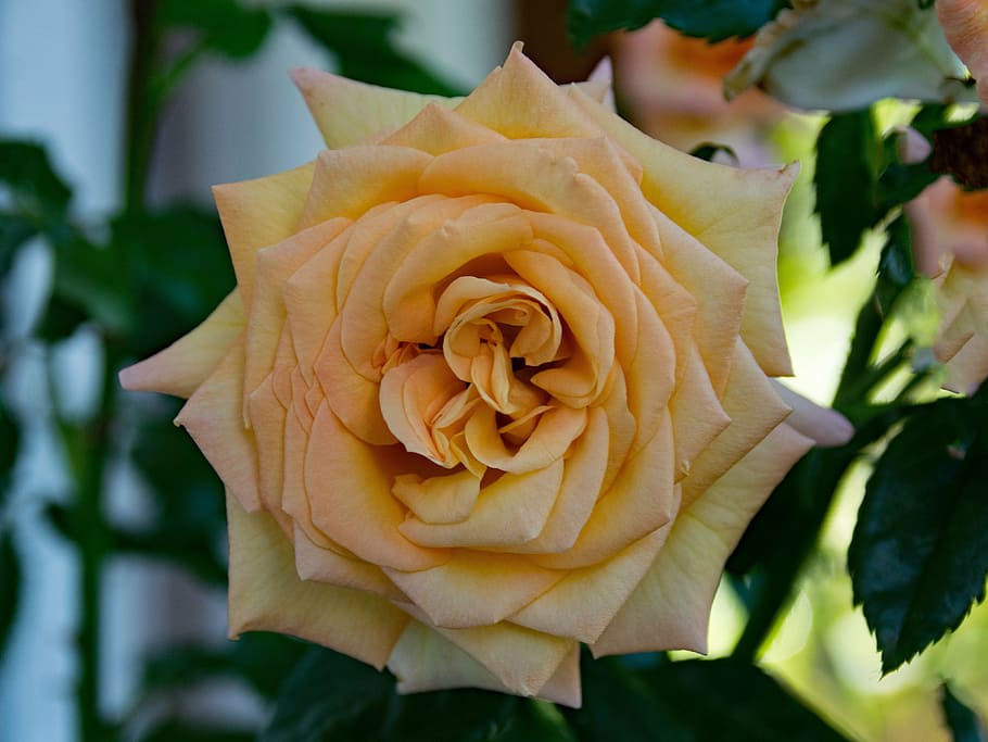 rose, baroque, shrub rose, flowers, apricot, blossom, bloom, nature, plant, rose - Flower