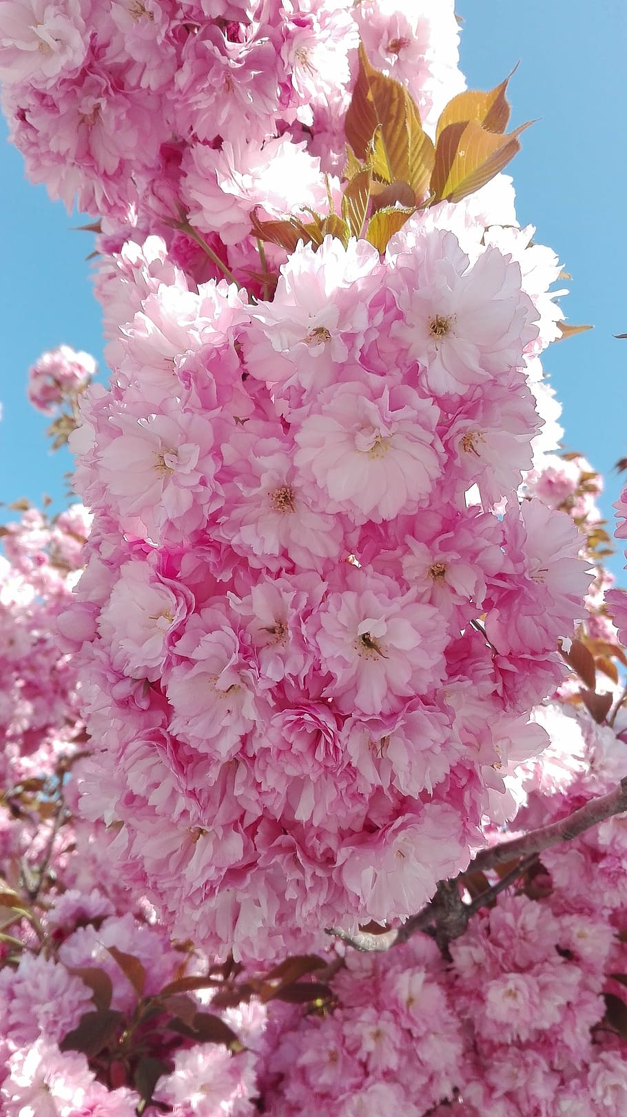 flor de cerejeira, yantai, flor, final da primavera, flor rosa, china, planta de florescência, cor rosa, frescura, planta