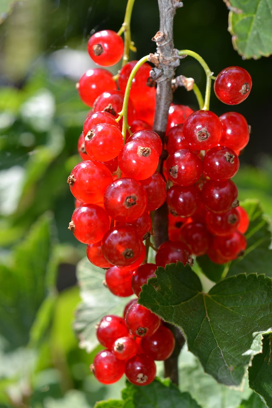 fruit, berry, healthy, sweetness, food, currant, savory, summer, food and drink, healthy eating