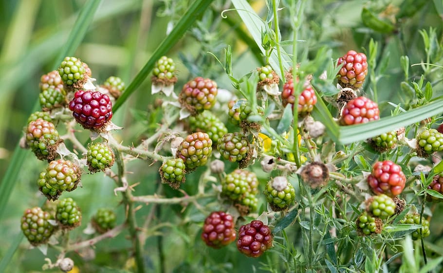 mentah, blackberry, semak, merah, hijau, buah, makanan, makanan dan minuman, makanan sehat, tanaman