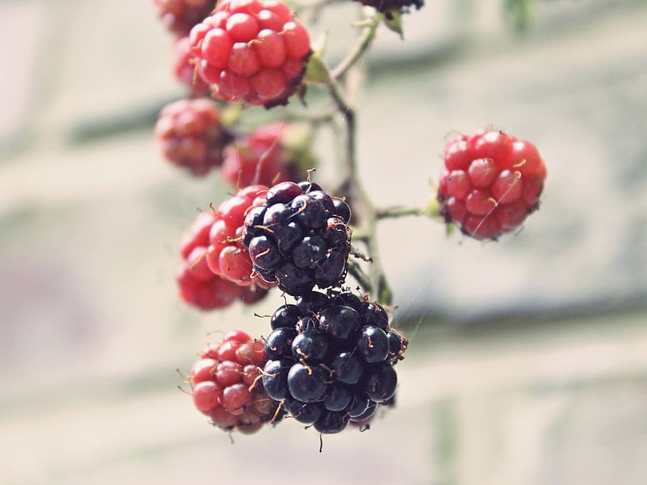 merah, hitam, buah-buahan, blackberry, bramble, semak, memetik, belum matang, matang, semi matang