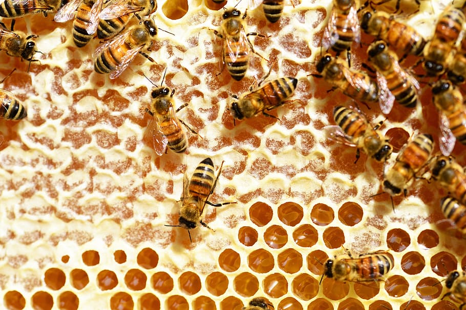 bekerja, lebah, sarang lebah, madu, lebah madu, sisir, emas, nektar, close-up, detail