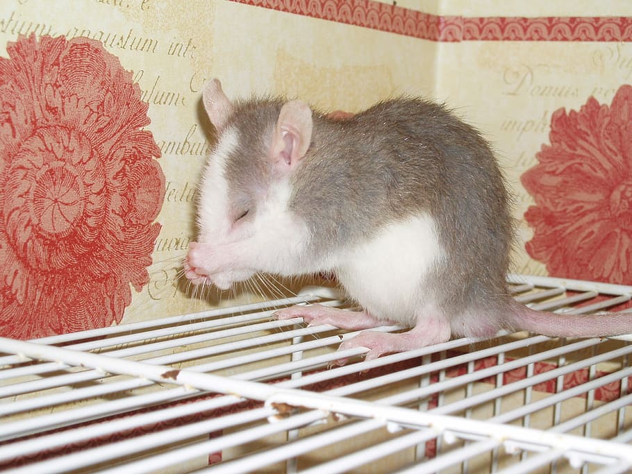 Rat, Pet, Rodent, animal themes, one animal, pets, domestic animals, cage, indoors, animal