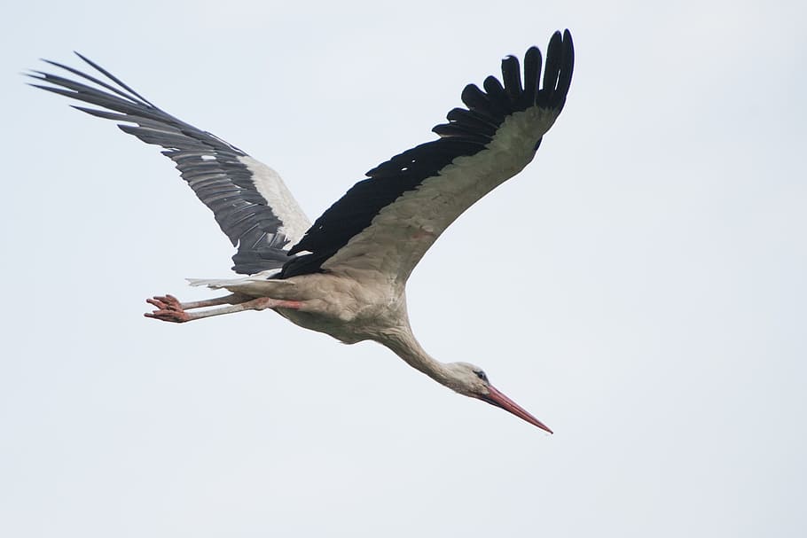 white, stork, flying, daytime, bird, nature, summer, life, wings, feathers