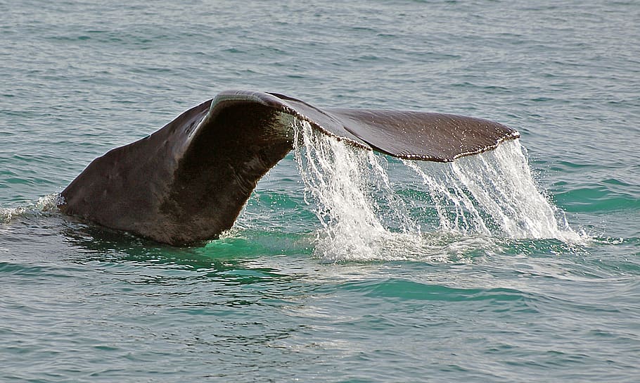 Sperm Whale, whale, tail, daytime, animal themes, animal wildlife, animal, animals in the wild, mammal, water