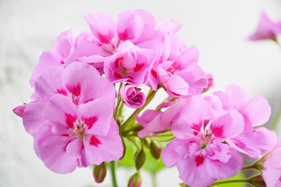 pink flowers, geranium, precious geranium two-tone, pink, balcony plant, ornamental plant, colorful, flowers, flower, bright