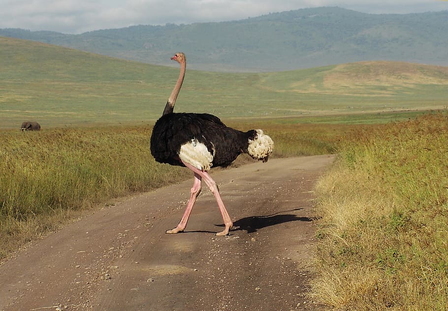 avestruz, ramo, pájaro, áfrica, pájaro no volador, fotografía de vida silvestre, naturaleza, majestuoso, paisaje, Animal