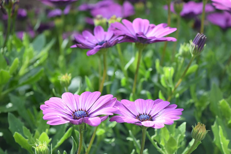 Purple, Anemone, Flower, Nature, purple anemone, bloom, green, plant, spring, violet