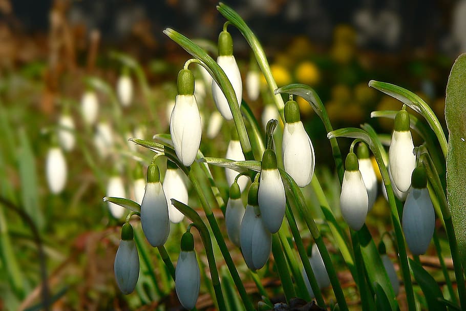Snowdrop, Spring, february, signs of spring, nature, flower, plant, springtime, green Color, leaf