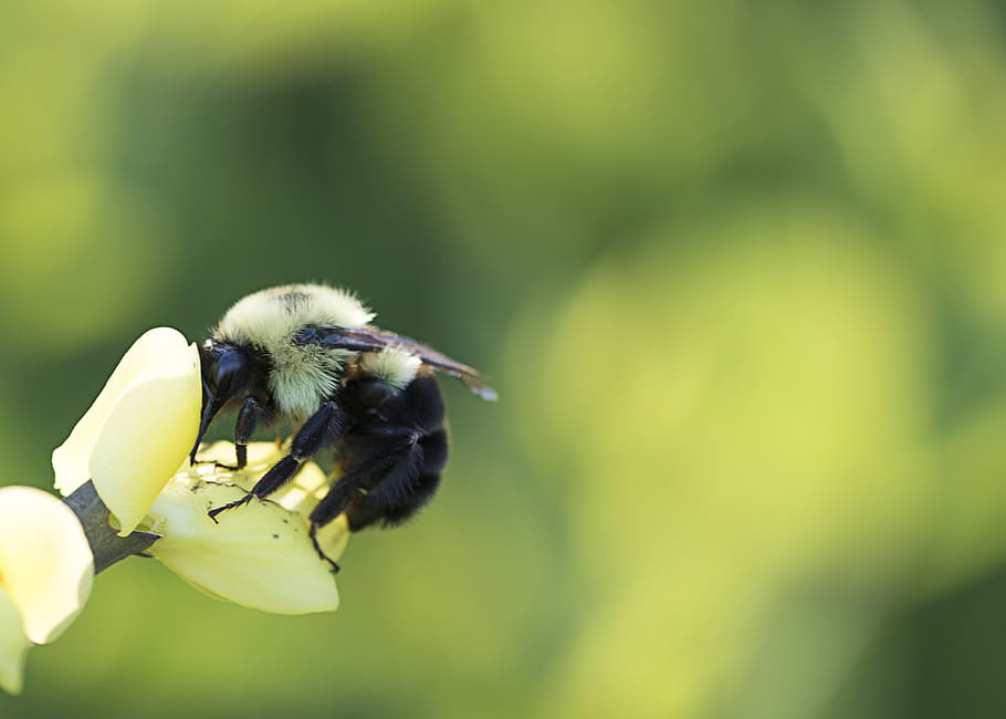 lebah, musim semi, bunga, serbuk sari, alam, di luar rumah, organik, sayap, sarang lebah, taman