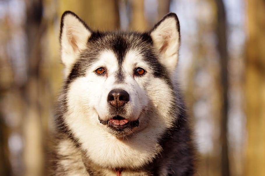 adult alaskan malamute photo, daytime, husky, sled dogs, adamczak, one animal, animal themes, animal, mammal, dog