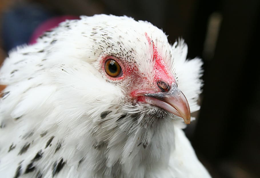 chicken, poultry, hen, bantam, beard, belgian, d'uccle, white, feather, domestic