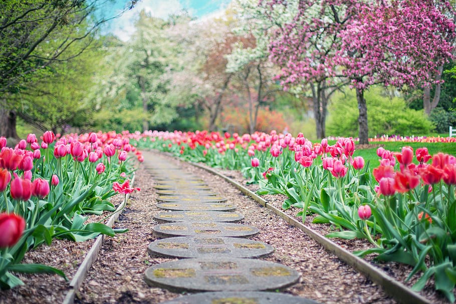 camino del deseo, rosa, campo de flores de tulipán, camino, tulipanes rosados, tulipanes, primavera, paisaje, jardín, pasarela