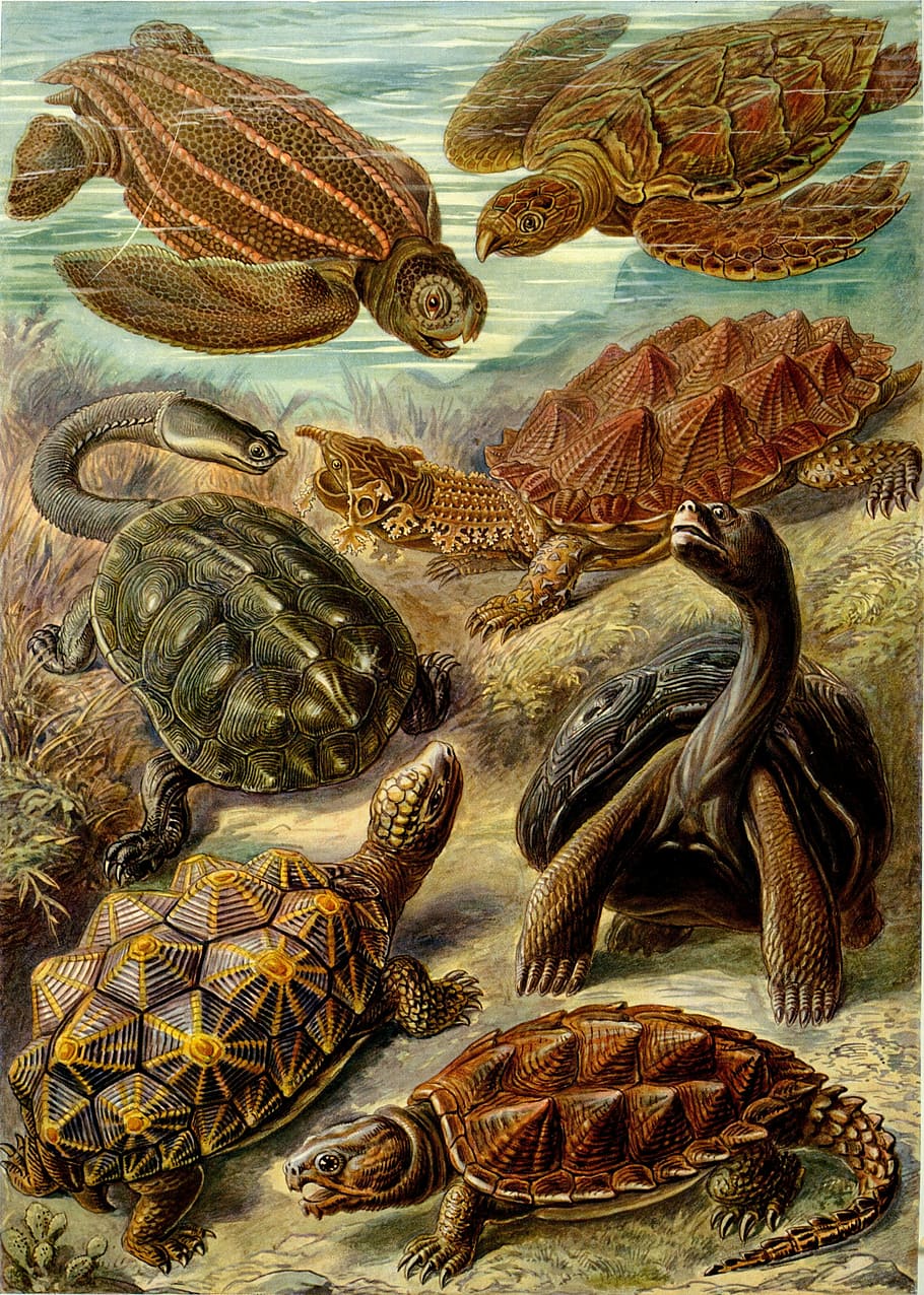 panting of turtles, panting, turtles, leatherback sea turtle, fringe turtle, hawksbill turtle, galápagos giant tortoise, haeckel chelonia, meeresbewohner, reptile
