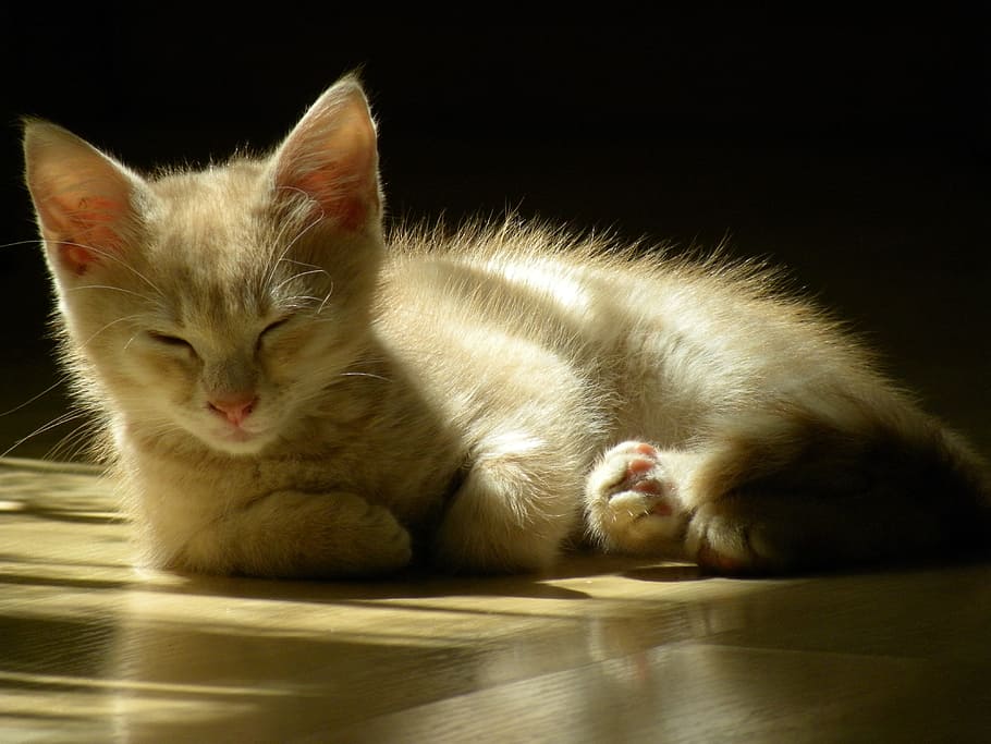 orange, tabby, kitten, lying, brow flooring, Red Cat, Sleeping, Cat, Cat, Feline, sleeping cat