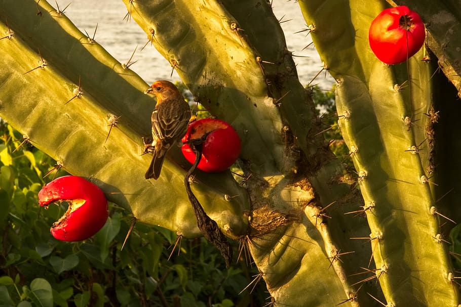 nature, fruit, flora, cactus, finch, house finch, red, plant, day, sunlight