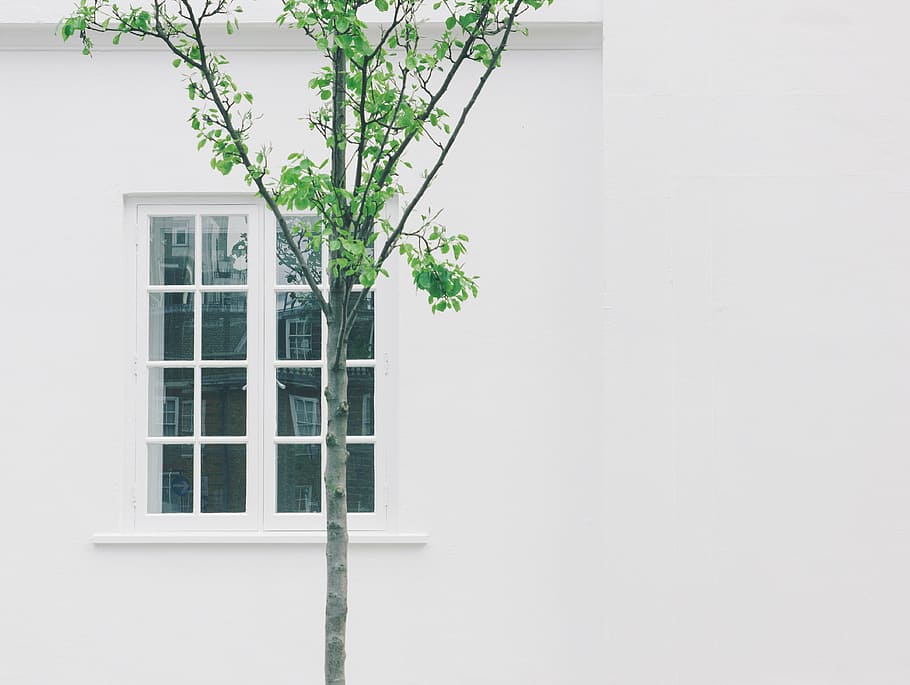 green, tree, white, building wall, leaf, window, house, home, residence, exterior