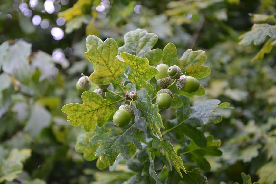 oak, acorns, the fruit of the tree, tree, food, nature, garden, plant, growth, leaf