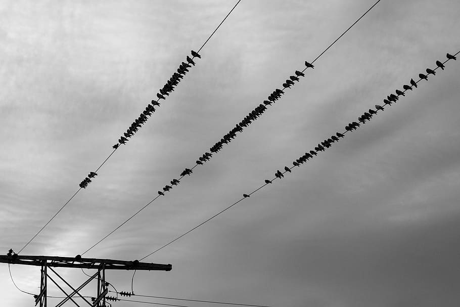 power lines, birds, sky, cloudy, grey, black and white, electricity, hydro, cloud - sky, cable