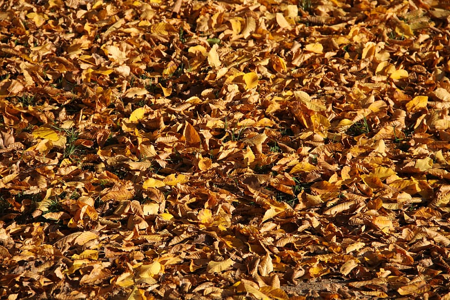 hojas, otoño, hojas de otoño, naturaleza, color, amarillo, hoja de otoño, hoja muerta, alfombra de hojas, otoño de arte