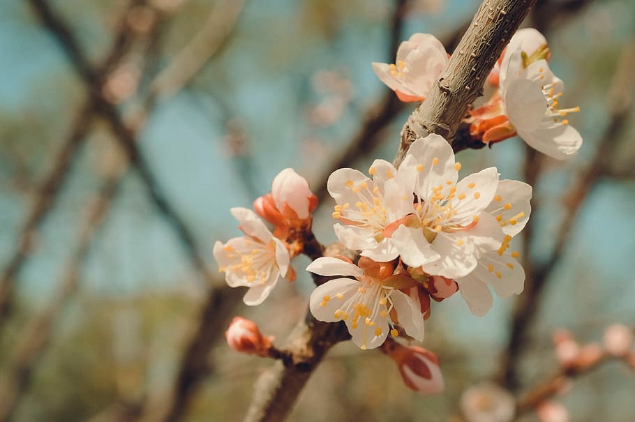 bunga, pohon, musim semi, cabang berbunga, pohon berbunga, sakura, ceri, apel, aprikot, closeup