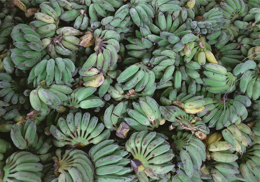 green banana lot, green, yellow, unripe, banana, s, plantains, bananas, fruits, food